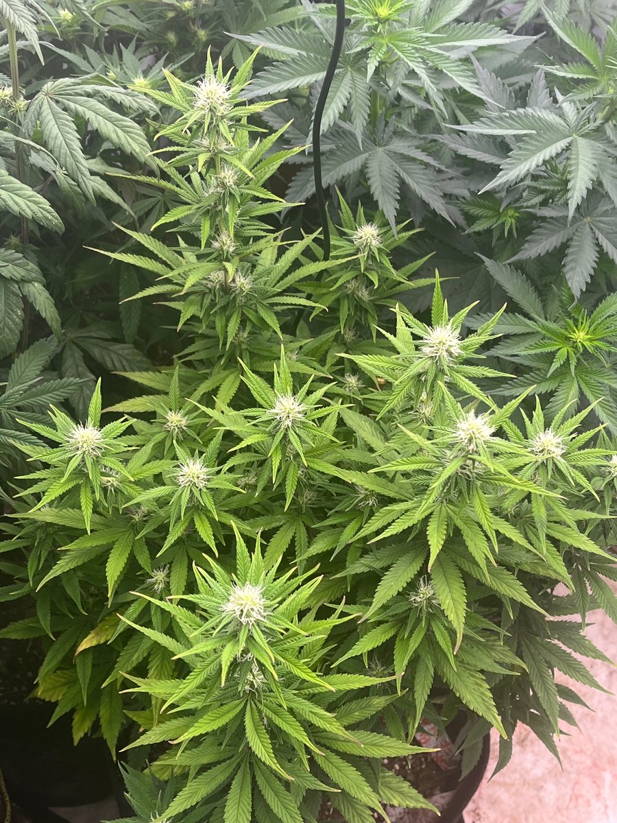 Waiting, wishing, wanting… these are the fastbuds fast flowering photos— had good luck last time with them finishing in 7 weeks.  These are lookin like 8+