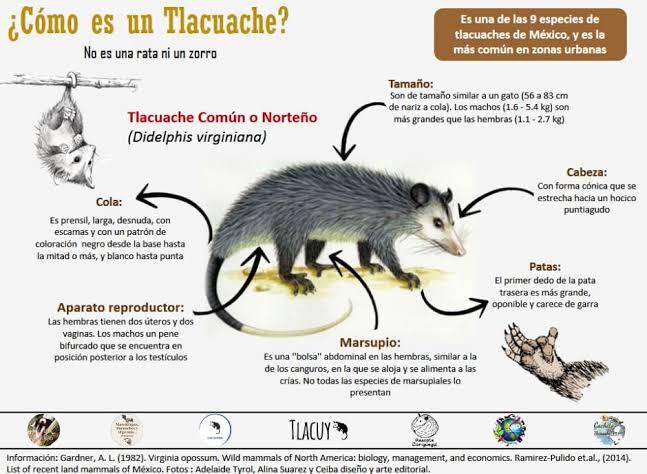 nelvaldez's tweet photo. Los #Tlacuaches, el único marsupial mexicano, NO son ratas. Estos animalitos no son agresivos, no transmiten la rabia y son grandes controladores de plagas. Si los ves no les hagas daño ¡Y cuídalos!

#Zarigueya #Animales https://t.co/5MzgnDr3nJ