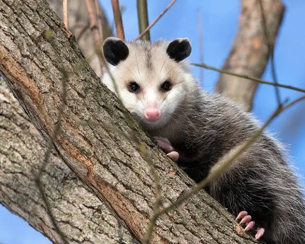 nelvaldez's tweet photo. Los #Tlacuaches, el único marsupial mexicano, NO son ratas. Estos animalitos no son agresivos, no transmiten la rabia y son grandes controladores de plagas. Si los ves no les hagas daño ¡Y cuídalos!

#Zarigueya #Animales https://t.co/5MzgnDr3nJ