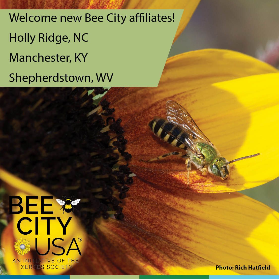 BeeCityUSA's tweet photo. Please welcome our 200th, 201st, &amp; 202nd Bee City USA affiliates: Manchester KY, Holly Ridge NC, &amp; Shepherdstown WV!

@hollyridgenc @DLG_KY @ShepherdstownWestVirginia

#hollyridgenc #manchesterky #shepherdstownwv
#beecityusa #bees #savethebees #pollinators #flowers https://t.co/GOv7pZnI86