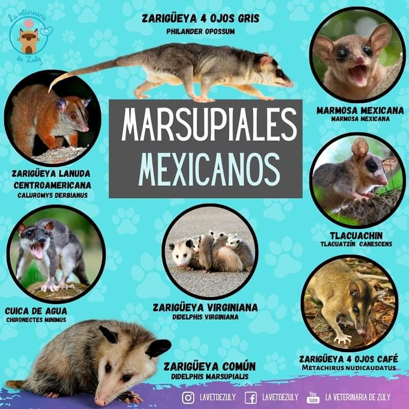 nelvaldez's tweet photo. En México existen 8 clases de Tlacuaches https://t.co/GibeG4aBjy