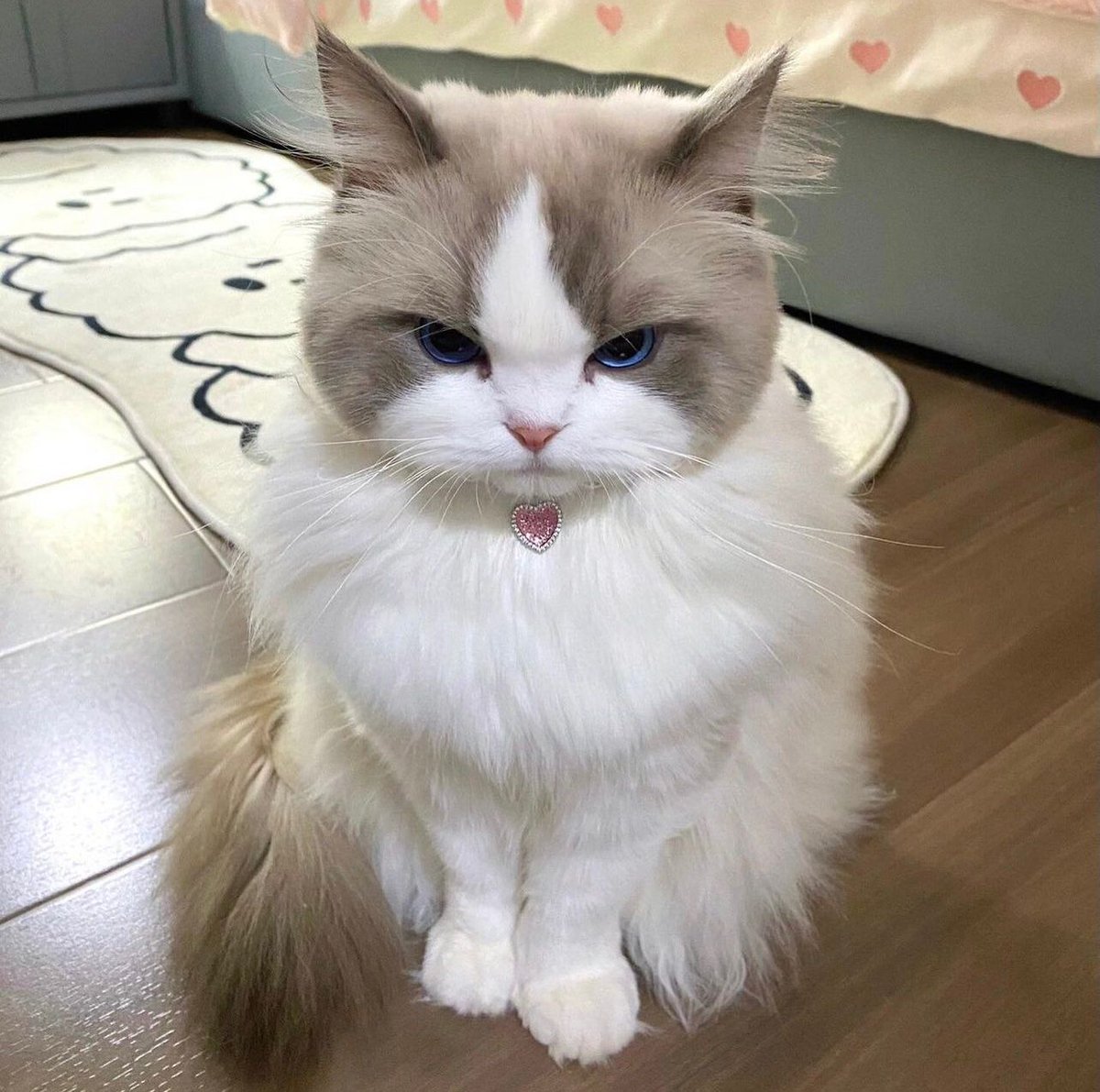 Why you should have a cat (@shouldhavecat) on Twitter photo 