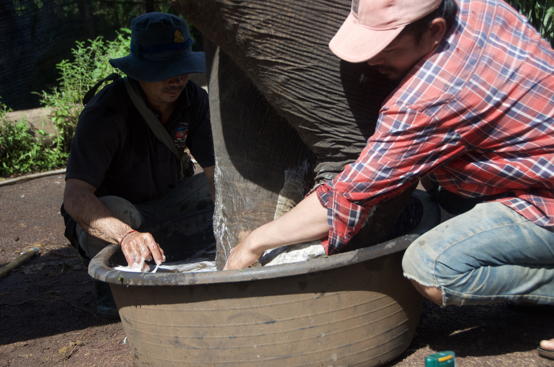 Patdeselephants's tweet photo. Un bon nettoyage ne fait pas de mal ! 🚿
ℹ️ La Patrouille des Éléphants est une organisation œuvrant pour la protection des éléphants d'Asie et de leur habitat sauvage.
🐘 Pour soutenir LPDE :
https://t.co/AzmZDYXGSX
#elephant #asie #lpde https://t.co/P7ImMMZ0Ea