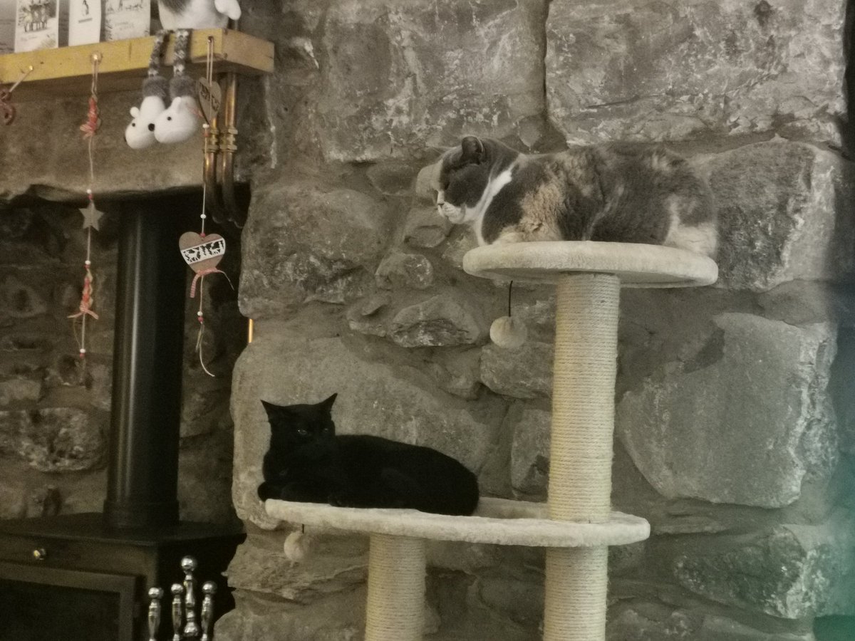 MillinatorThe's tweet photo. We hope you had a very lovely Christmas. We've had a great time with family visiting, even if Aunty Betty took over the cat tree! Santa Paws brought us all a new cat nip toy &amp; some treats.

Wishing you all a joyful new year 🐾 https://t.co/caYCh7FPWz