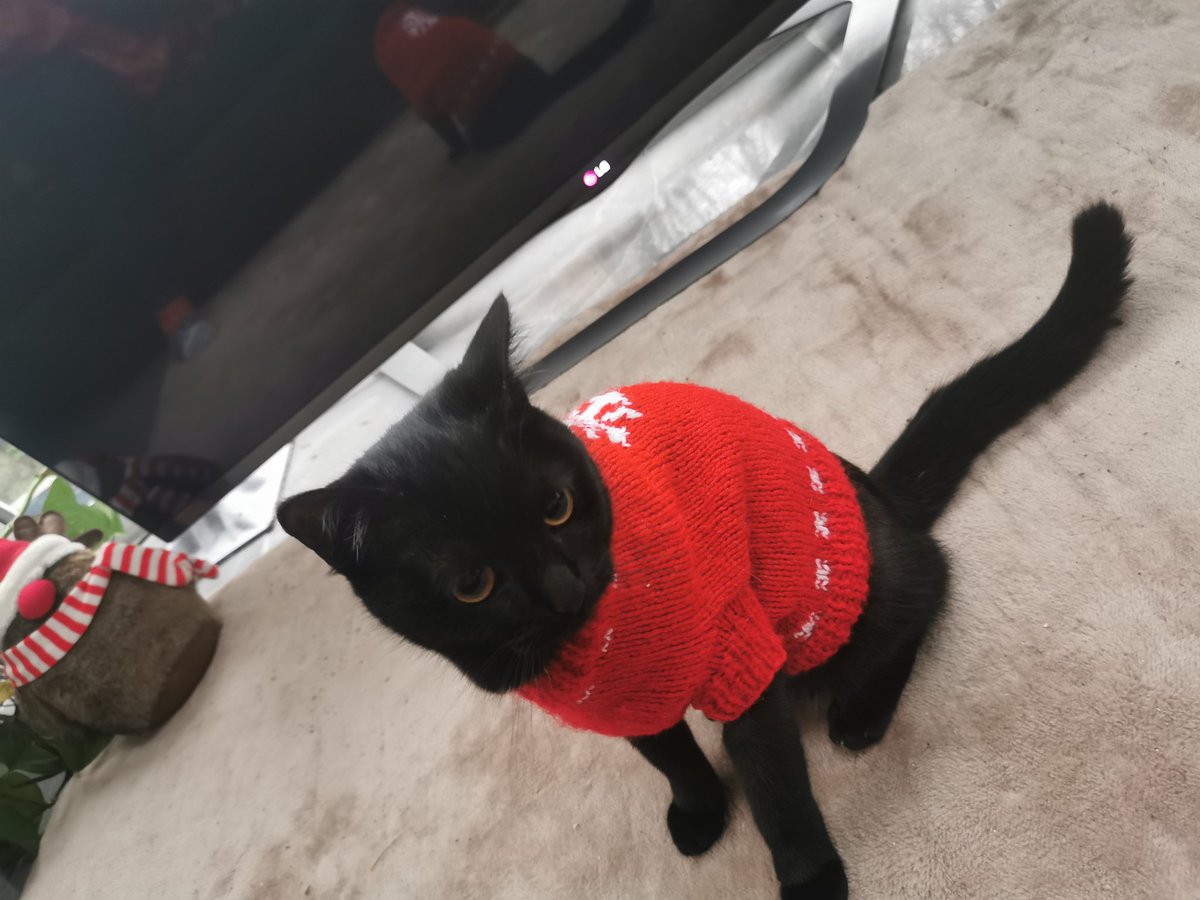 MillinatorThe's tweet photo. We hope you had a very lovely Christmas. We've had a great time with family visiting, even if Aunty Betty took over the cat tree! Santa Paws brought us all a new cat nip toy &amp; some treats.

Wishing you all a joyful new year 🐾 https://t.co/caYCh7FPWz