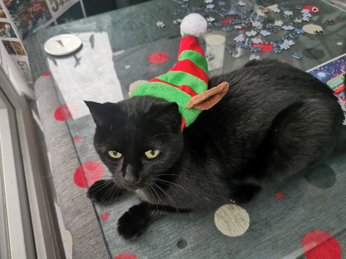 MillinatorThe's tweet photo. We hope you had a very lovely Christmas. We've had a great time with family visiting, even if Aunty Betty took over the cat tree! Santa Paws brought us all a new cat nip toy &amp; some treats.

Wishing you all a joyful new year 🐾 https://t.co/caYCh7FPWz