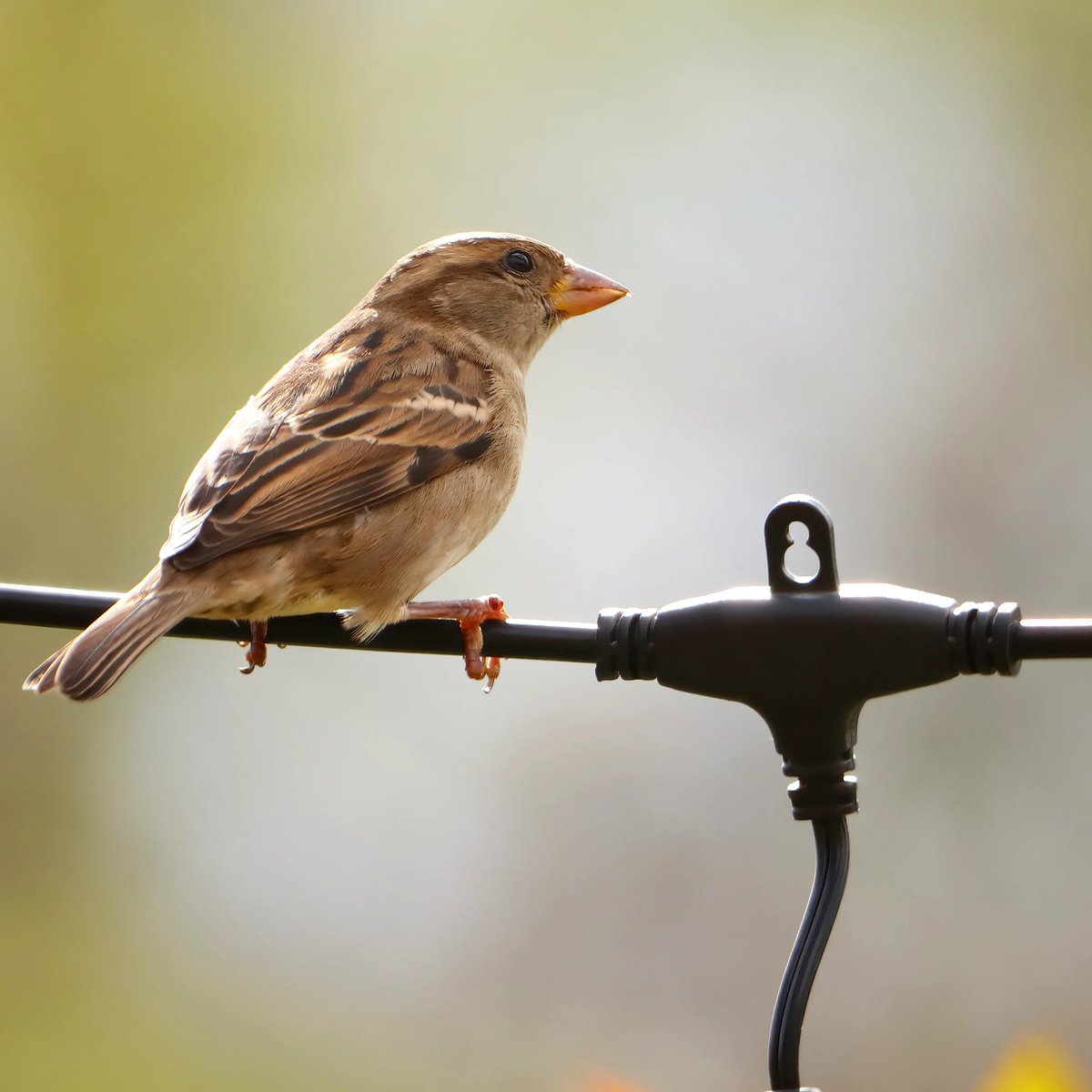 Bird on a wire...
#birdonawire #birdonawiretx #conversetx #converse #homefortheholidays #texasbackyardbirding #backyardvisitors #birds #backyardvisitor #birding #birdlife #birdlovers #birdwatching #birdwatchers #birdwatchersdaily