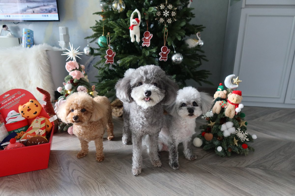 Gm Late Merry Xmas 🎄&amp; Happy Boxing Day 
Wish you all have a wonderful time with your  beloved one 💖💖💖

#boredapeyc <a href="/BoredApeYC/">Bored Ape Yacht Club 🍌</a> <a href="/MocaverseNFT/">Mocaverse (old account)</a>