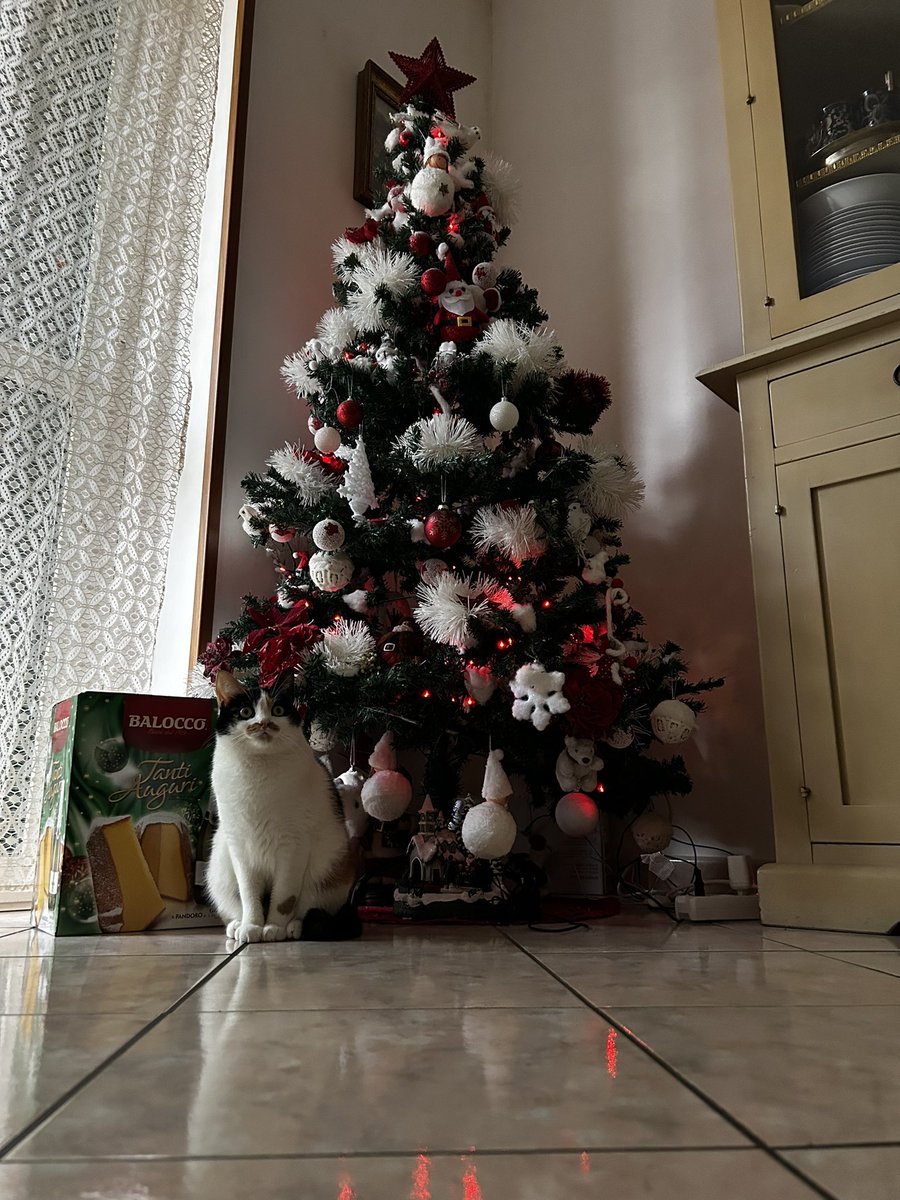 SenatoreSe33641's tweet photo. Buone feste anche da Petra! 🐱🎄💫
#christmastime #christmasvibes #dicembre #gatta #cat #animals #pets
#december #26dicembre #26December #Petra #festedinatale #festenatalizie #santostefano
#buonsantostefano #alberodinatale
#christmastree https://t.co/odjl4iqflb
