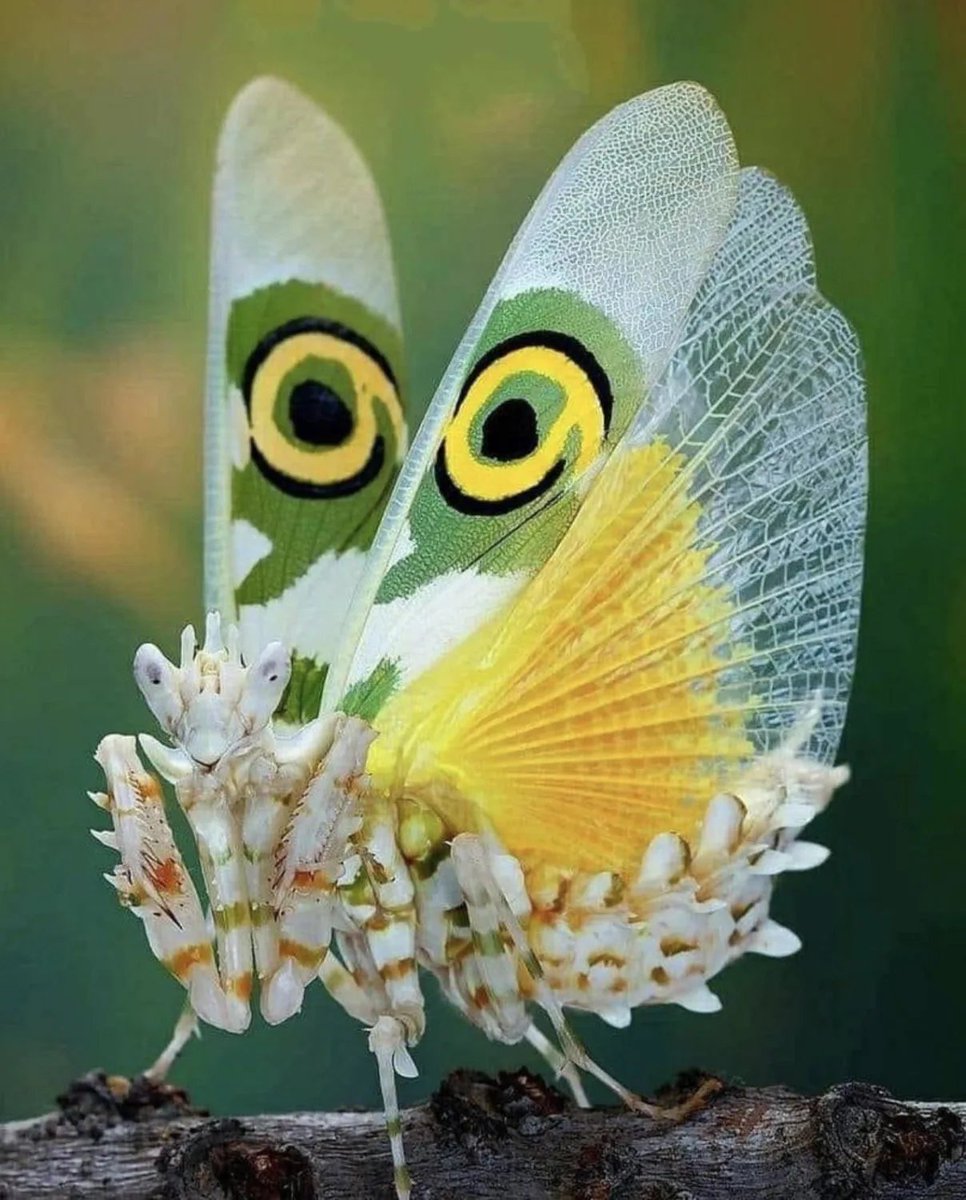 sathyasha19's tweet photo. #SpinyFlowerMantis #Mantis #DevilsHorse #Nature #Insect https://t.co/aomEMwOtE8