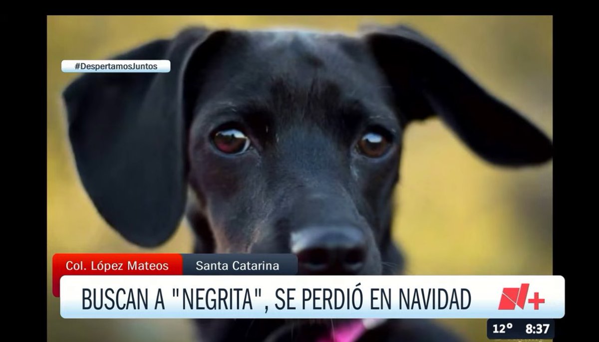 joluisgarcia's tweet photo. Buscan a “Negrita” salió de la casa asustada por la pirotecnia en la nochebuena en la López Mateos. Tenía 9 años con esta familia de #SantaCatarina  #LasNoticiasMty https://t.co/NWcJHowe2j