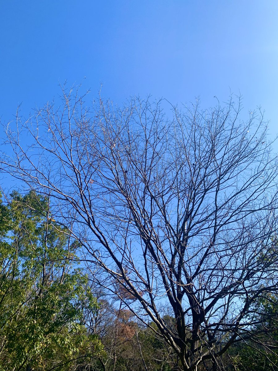 ulalanana4649's tweet photo. 今日のおさんぽ　葉っぱさん全部落っこちちゃったな🍂
#キリトリセカイ #さんぽ #カメラ好きな人と繋がりたい #写真 https://t.co/IlVjU9e2lA