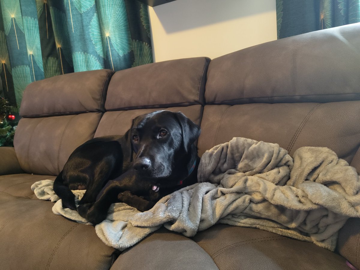 Lucyjvin's tweet photo. when you've got the flu &amp; your dog takes your blanket after leaving the room for a min https://t.co/8CIbqDv95T