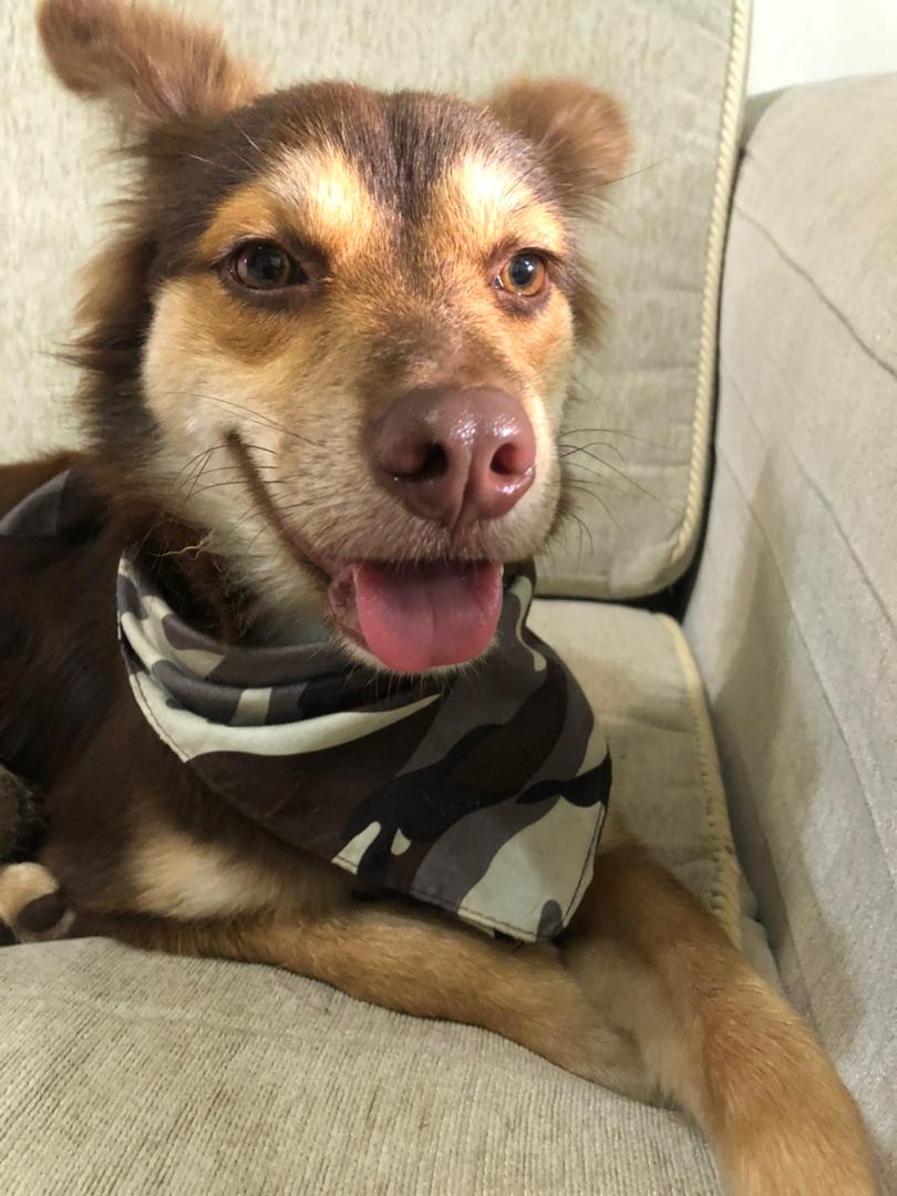 AnnyCGonzalez's tweet photo. El es Max Augusto, perrito noble, tranquilo y cachorro 🐕 en busca de una familia que lo ame y cuide como merece ✨🐶❣️mientras está con nosotros y es parte de nuestra manada 🫶🏻

NRO de contactos
04124865997 
04241394288 https://t.co/r4R5Sx9m7b