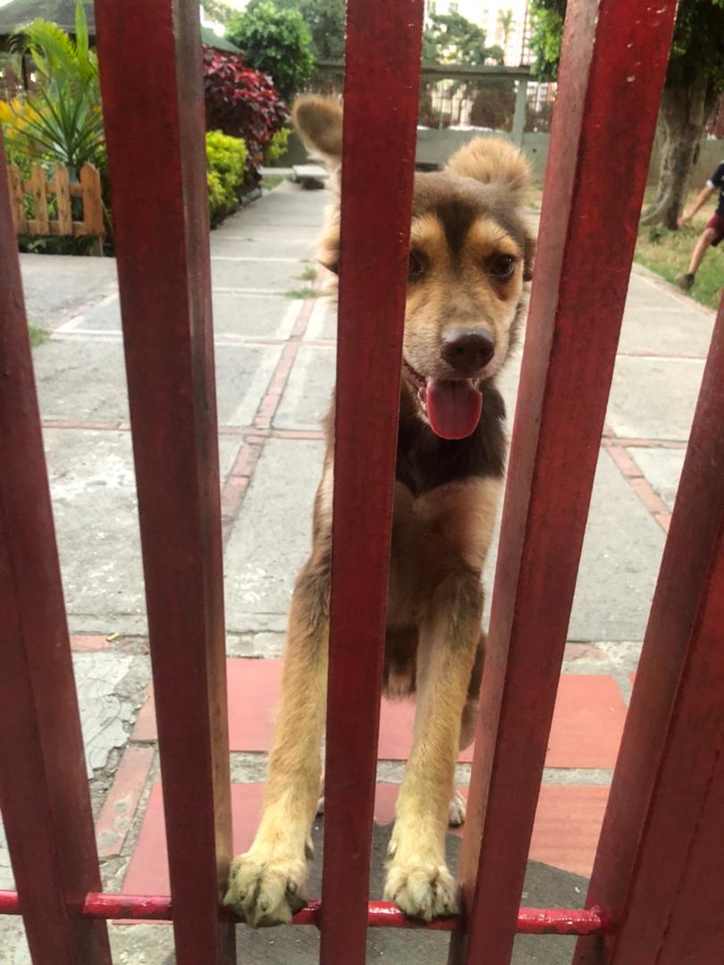 AnnyCGonzalez's tweet photo. El es Max Augusto, perrito noble, tranquilo y cachorro 🐕 en busca de una familia que lo ame y cuide como merece ✨🐶❣️mientras está con nosotros y es parte de nuestra manada 🫶🏻

NRO de contactos
04124865997 
04241394288 https://t.co/r4R5Sx9m7b