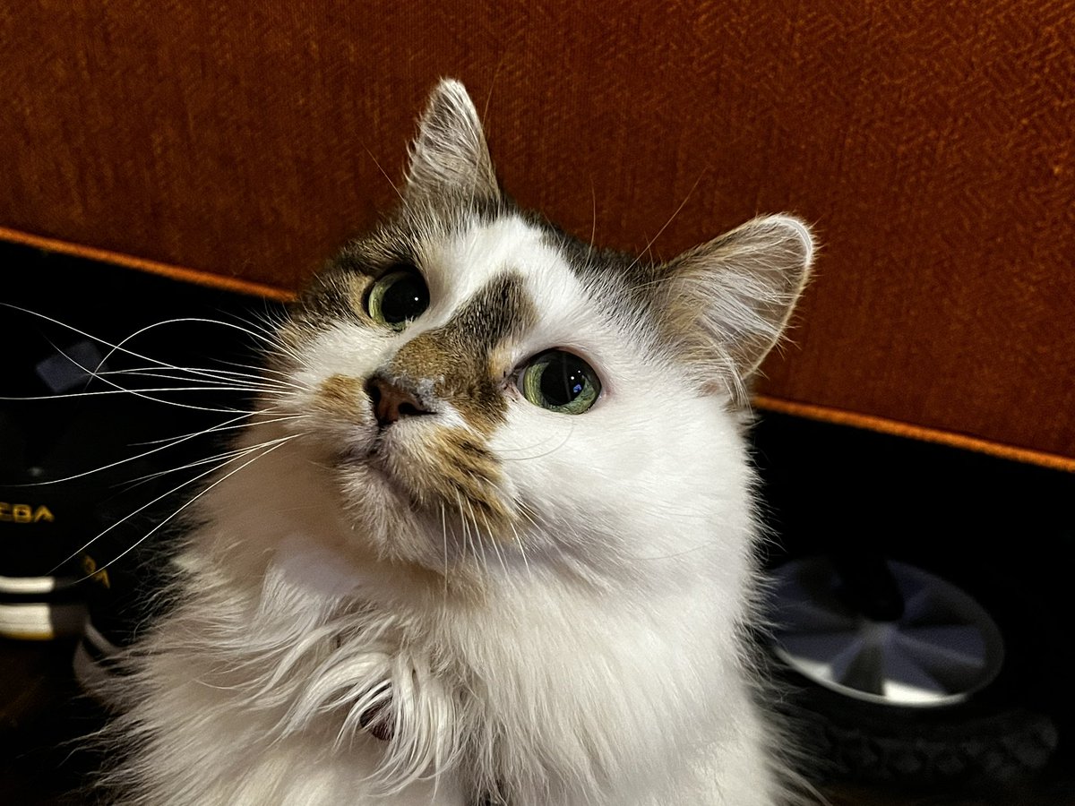 HalThoughts's tweet image. Pom says Meowy Catsmas!