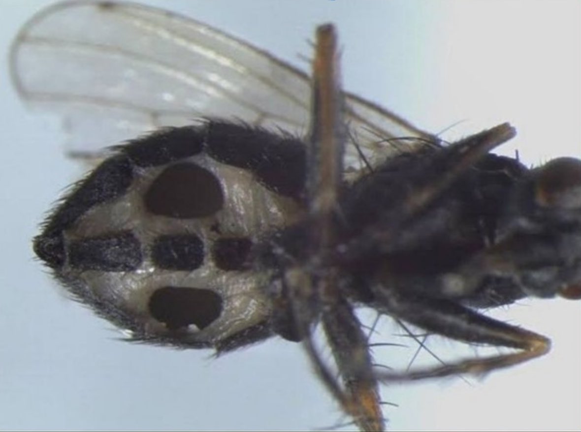 BrianRoemmele's tweet photo. Scientists in Denmark have discovered two new fungi species that 'zombify flies and eject spores out of a large hole in the insect's abdomen "like small rockets". The take over can last quite long as three insect becomes a partially living drone to distribute spores. https://t.co/BVlDdEsRvC