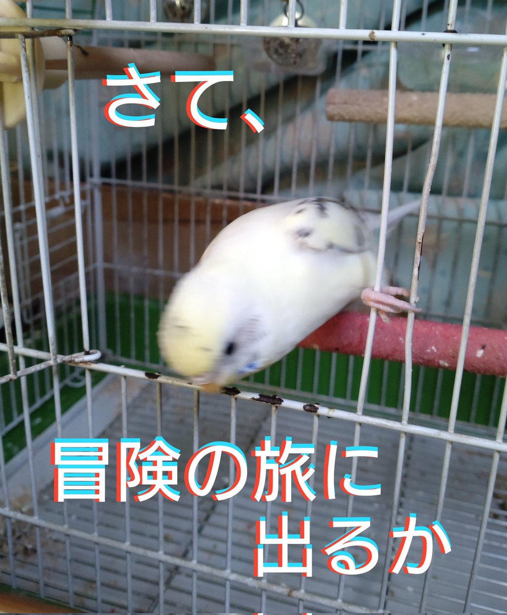 しゃにのすけ (@ojDu9ByMPjrJ4HH) / Posts / X