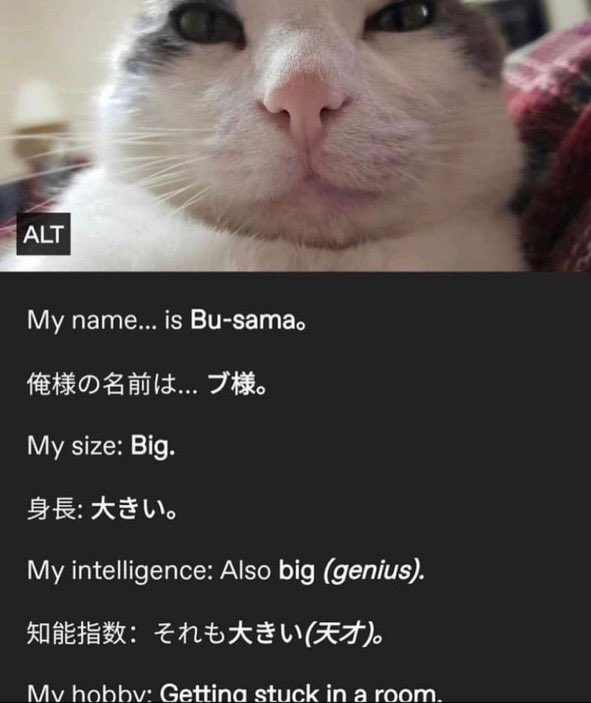 енгрі блін грампович affc pilled tweet media