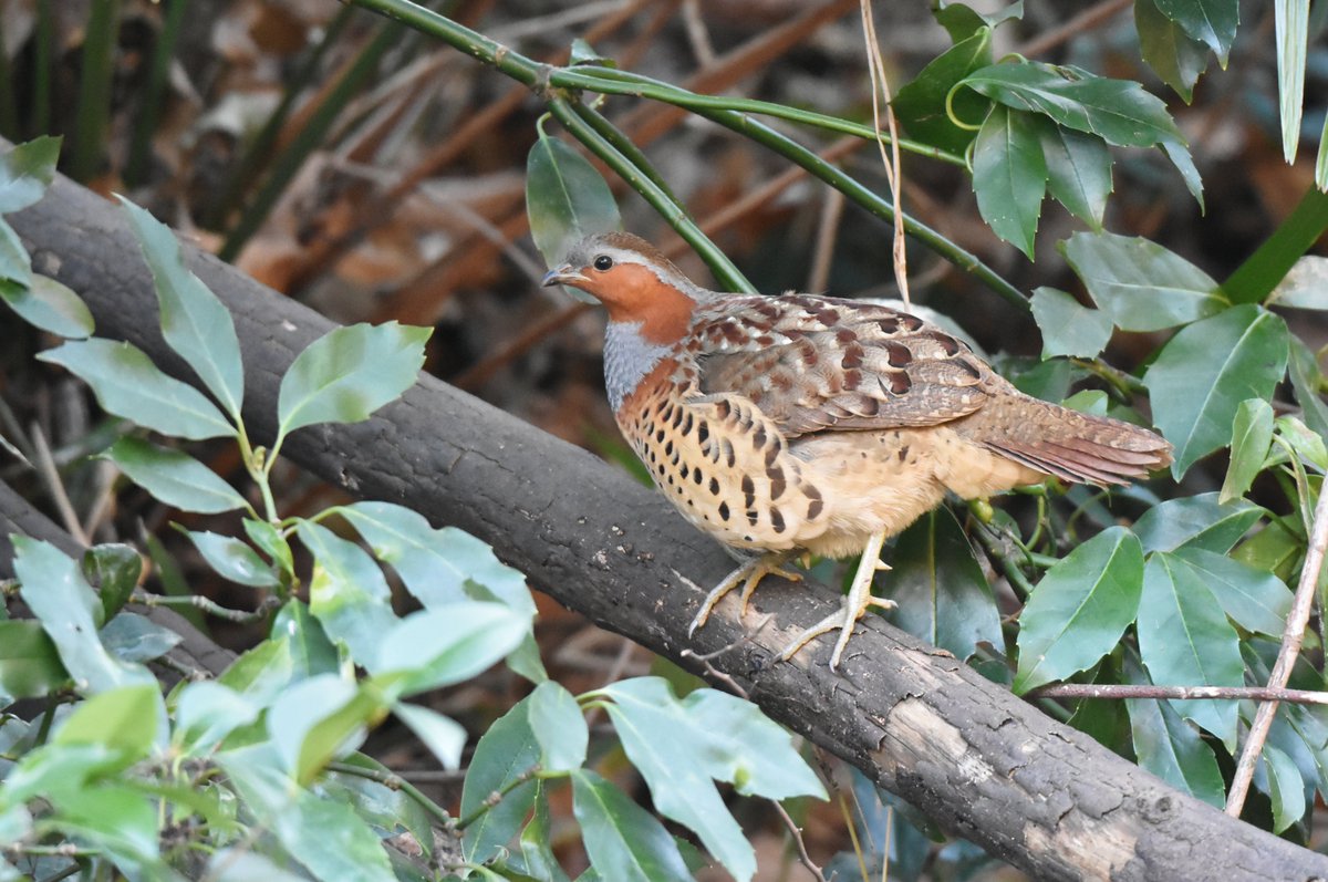 woodsbird81's tweet photo. 小さな谷戸を低空で横切ったのはコジュケイでした。
#野鳥観察 #コジュケイ https://t.co/8wLXwvjFSR