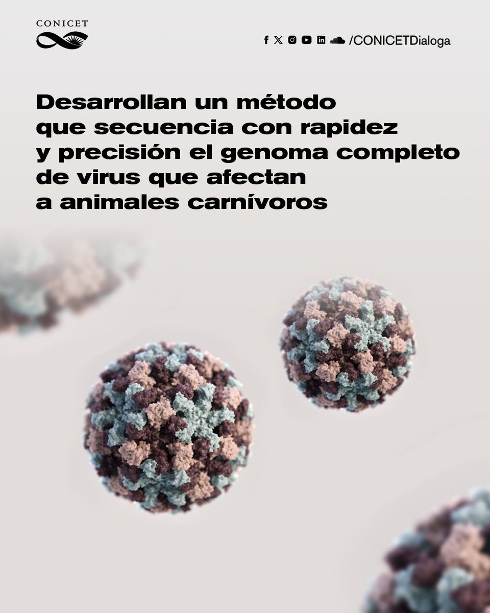 🔵Un equipo internacional, del que participa un especialista del CONICET, desarrolló una herramienta que secuencia con rapidez y precisión el genoma completo de un conjunto de virus que afecta a animales carnívoros. ✍️bit.ly/VirusAnimalesC… #CienciaArgentina