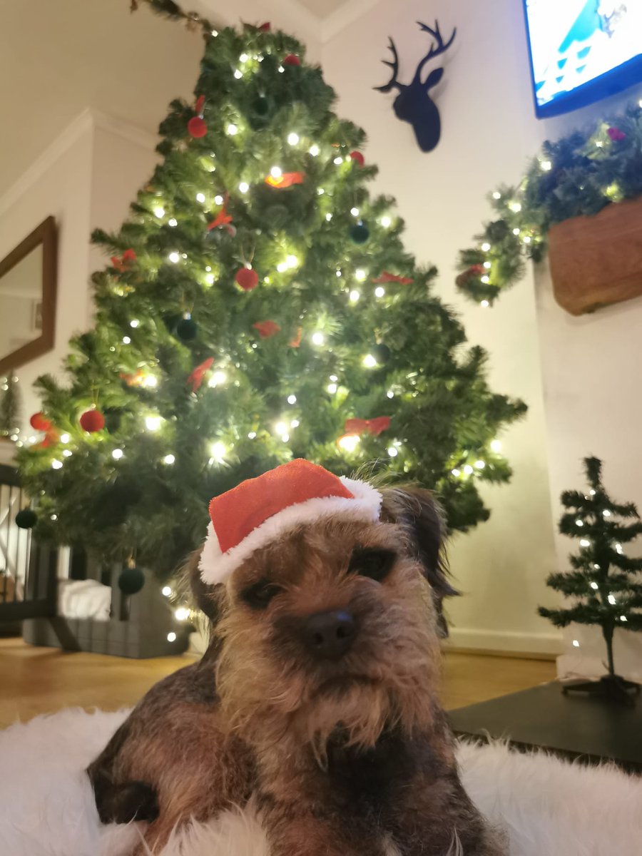 Kobe Border Terrier tweet media