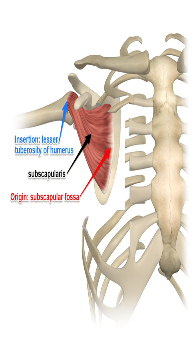 drdozellodc's tweet photo. Anatomy: Subscapularis Muscle
Dr Donald A Ozello DC
#subscapularis #subscap #rotatorcuff #rotator #shouldermuscles #shoulderinternalrotation #shouldermedialrotation #anatomy #anatomyandphysiology #vegas #chiropractor #chiropractic #youtubeshorts #shorts https://t.co/y9OECaOVSl https://t.co/qvV2HCwzia