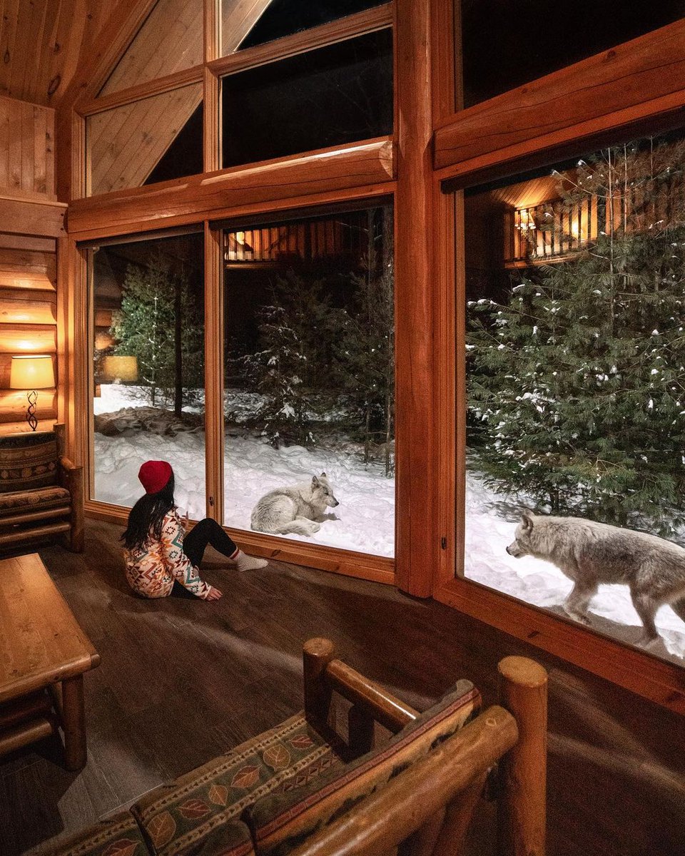 Canada's tweet image. If you are looking for a very unique experience this winter, head to #Quebec! On this #TriviaTuesday, can you guess where you can spend a night surrounded by a wolf pack?🐺❄️📸@david_maman/IG

A) Val-d’Or
B) Chicoutimi
C) Montebello
