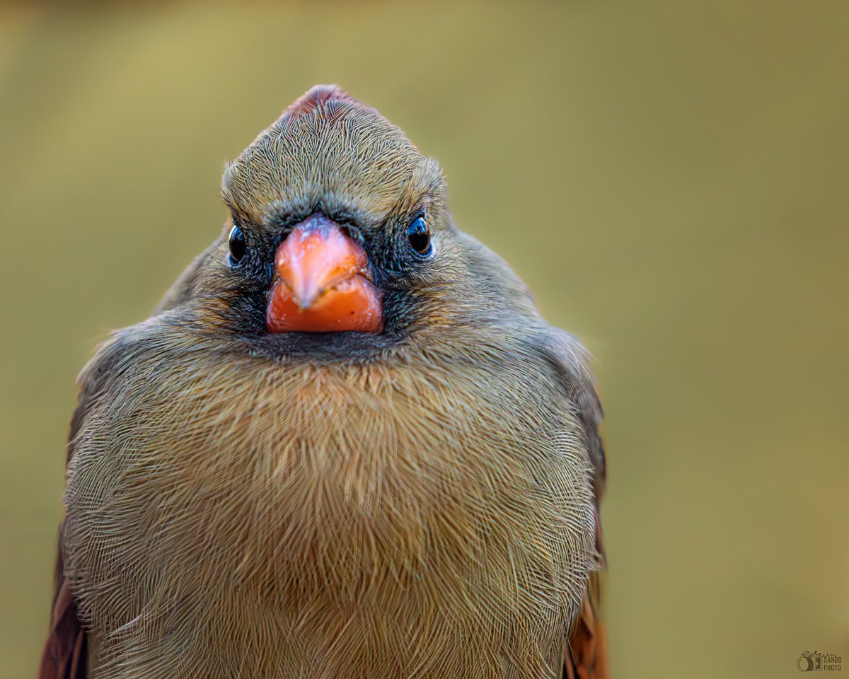 sandovalpr_26's tweet photo. Close Up of a female Northern Cardinal
π Central Park, New York
#BirdsSeenIn2023 #birdwatching #birds #birdphotography #ShotOnCanon #TwitterNatureCommunity #TwitterNaturePhotography #BirdsOfTwitter #birdingcpp #birdingcp https://t.co/fS3RazdTHv