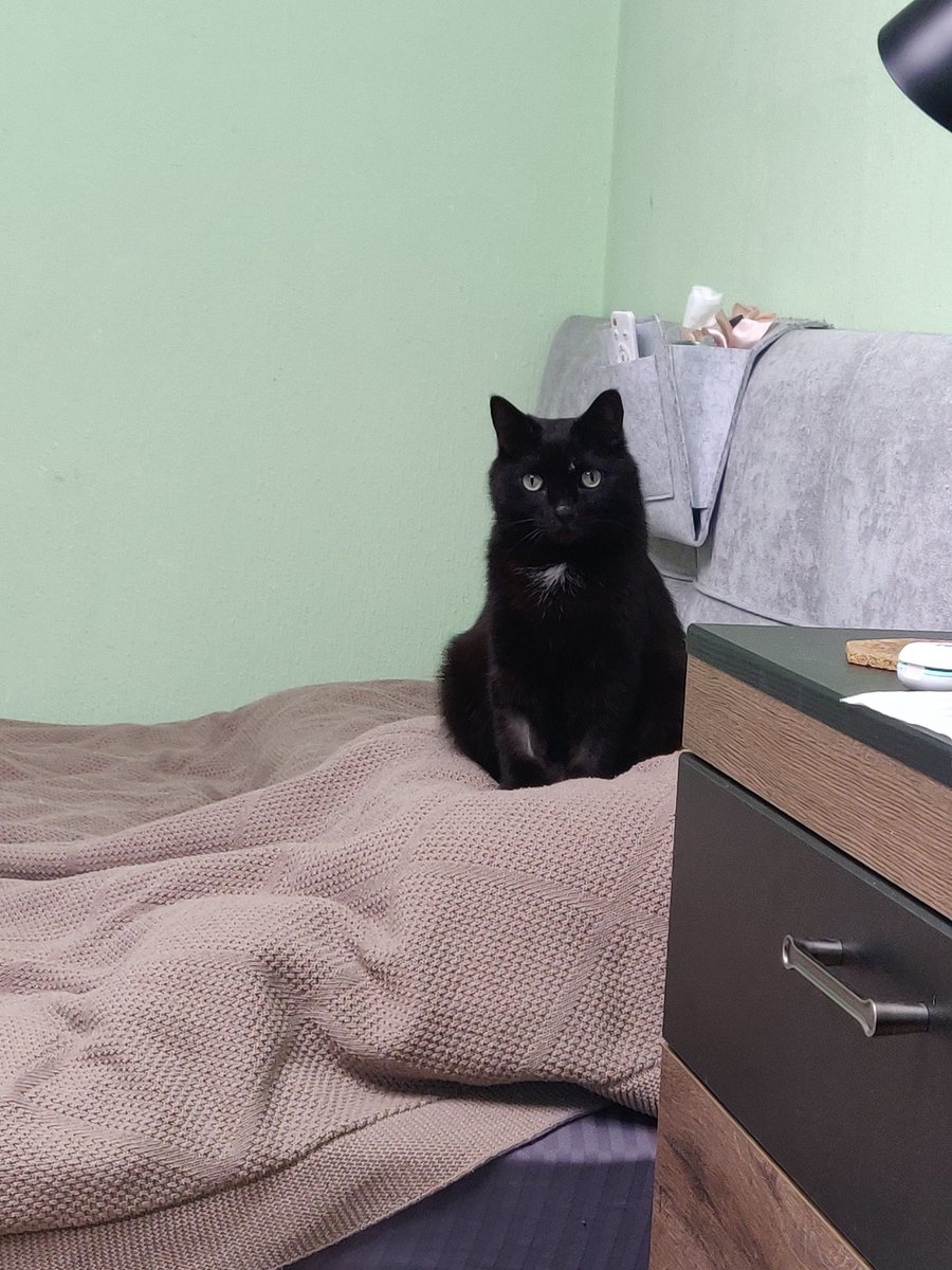 lerencio's tweet photo. Нужна срочно донорская кровь для смешного и пушистого кота в СПб.
Цельная кровь 100 мл или R-масса 50 мл, группа А. Донор: вес >4 кг, возраст 2-6, без ожирения, без антибиотиков и вакцинации последний месяц. Оплачиваю всё: перекрестные анализы, такси, кровь. https://t.co/4jwpPeOkHV
