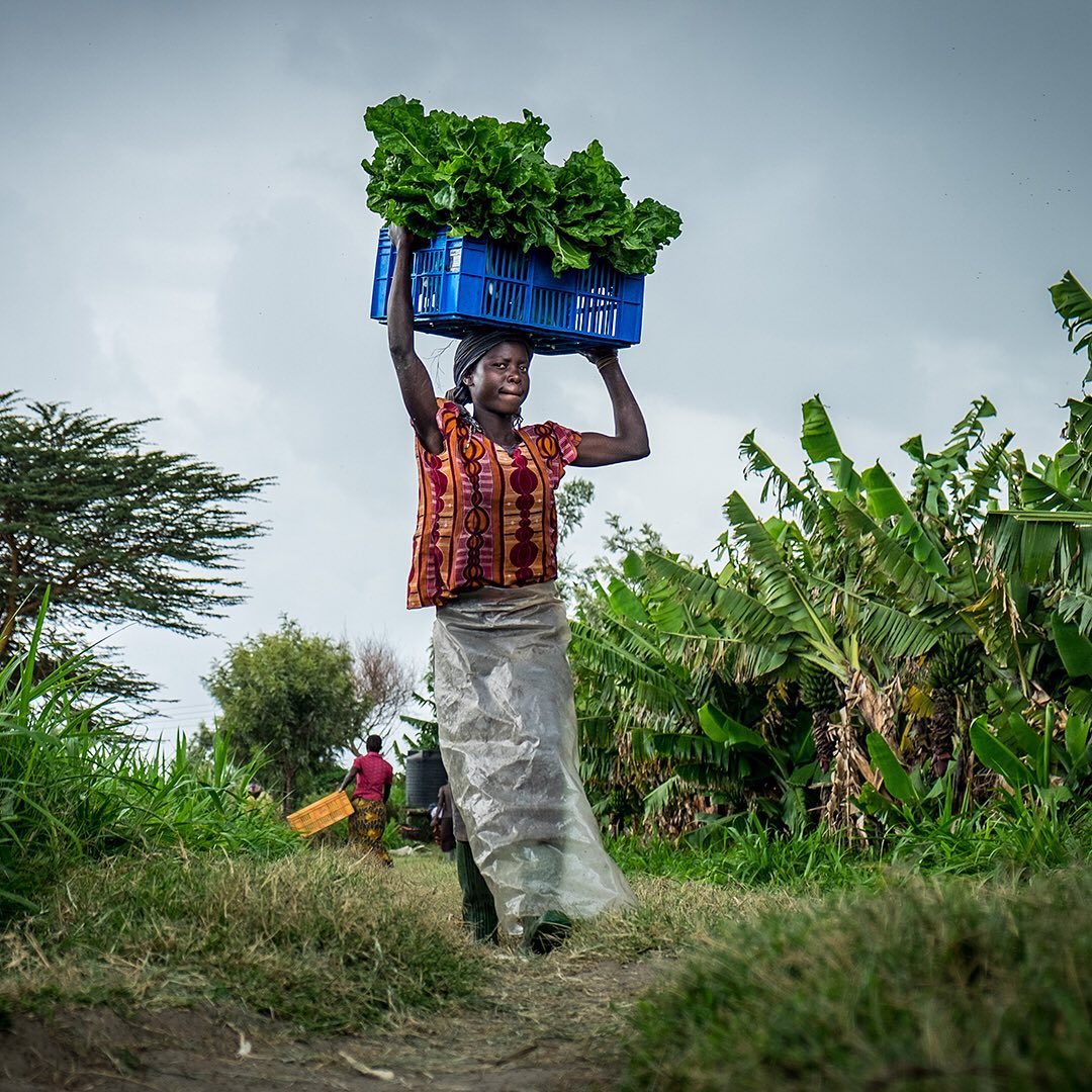 ModernAgri_Tips's tweet photo. #Africa's agricultural landscape is rich with potential. Harnessing sustainable practices is crucial for ensuring food security & climate resilience.
Let's celebrate the innovation & resilience of African #farmers paving way for a brighter, sustainable future. #AfricanAg #SDGs https://t.co/V9obozvCIs
