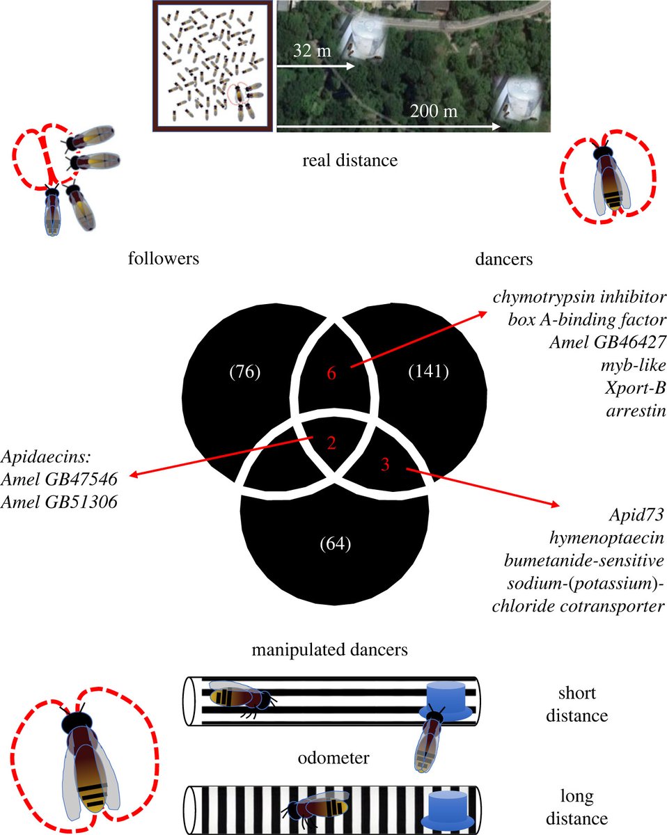 Royal Society Publishing (@rsocpublishing) on Twitter photo #ProcB Transcriptomic responses to location learning by #honeybee dancers are partly mirrored in the #brains of dance-followers ow.ly/ZvjU50Qkzmt #OpenAccess @ElliLeadbeater1 <a href="/yannick__/">Yannick Wurm 🐜🐝🦋 @yannick@ecoevo.social</a> <a href="/WaspWoman/">Prof Seirian Sumner</a> <a href="/fmanfredini79/">Fabio Manfredini</a> #ProcB Transcriptomic responses to location learning by #honeybee dancers are partly mirrored in the #brains of dance-followers ow.ly/ZvjU50Qkzmt #OpenAccess @ElliLeadbeater1 <a href="/yannick__/">Yannick Wurm 🐜🐝🦋 @yannick@ecoevo.social</a> <a href="/WaspWoman/">Prof Seirian Sumner</a> <a href="/fmanfredini79/">Fabio Manfredini</a>