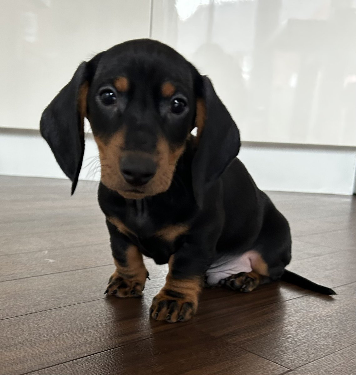 Buddywhitegate's tweet photo. Meet my wee pal Reggie! He can’t wait to meet you all soon. (But I’ll still be number one!) @SchoolWhitegate https://t.co/Dw4NUhiK4h
