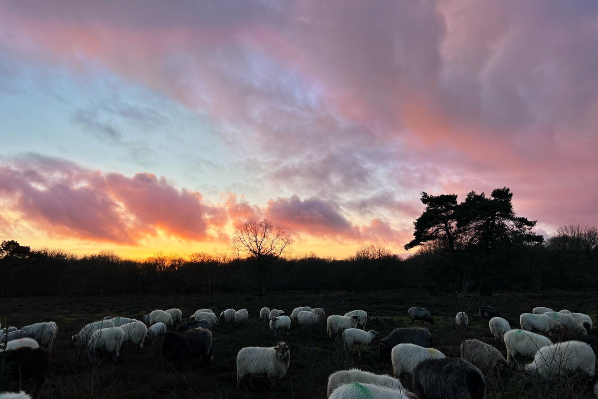 Wanneer er op het einde van de dag toch nog een tegenwoordig zeldzame verschijning aan de horizon staat, wordt het nog een mooie dag.
#stroomdalkudde #winterbegrazing #schapenbegrazing #StrubbenKniphorstbosch
