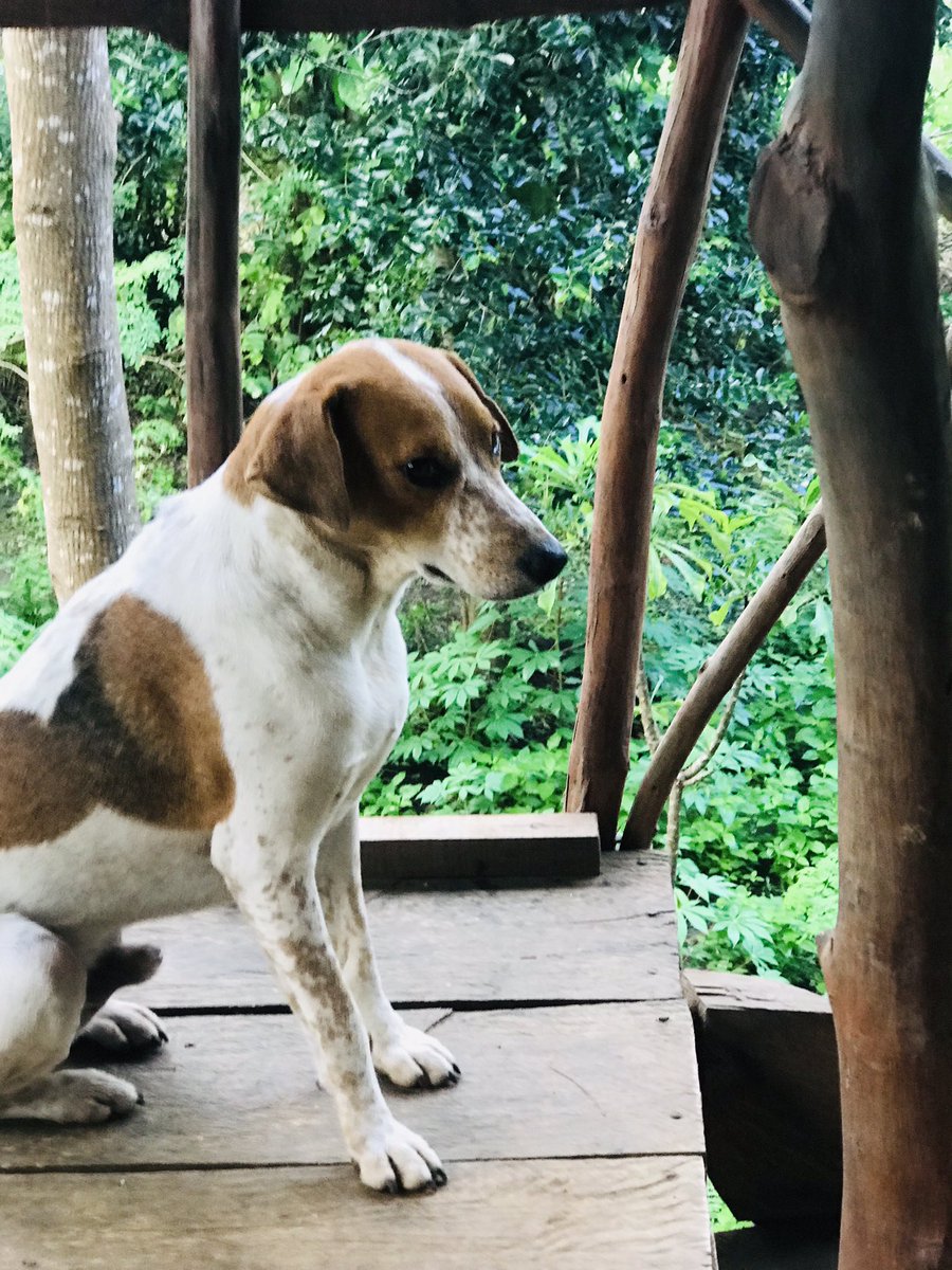 Hash_vitnage's tweet photo. සීගිරියෙ ගත කල දවස් ටිකෙ සොඳුරු හම්බුන ආරක්ෂකයා '' බතියා '' https://t.co/o9nLbCeSFd