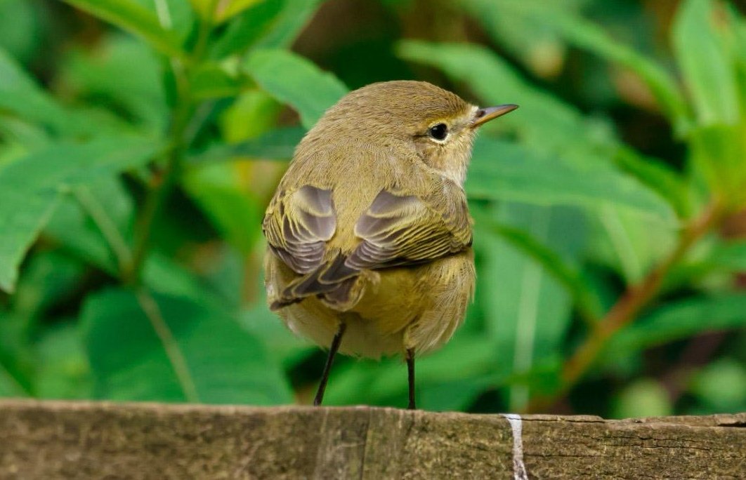 Not long now until we hear the spring sound of the chiff chaffs.