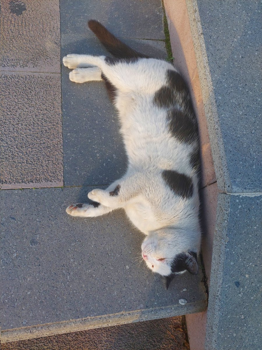 coldbeerew's tweet photo. kedi fotoğrafı at ya da 2024'te her şey ters gidecek https://t.co/S4xadDBXGx