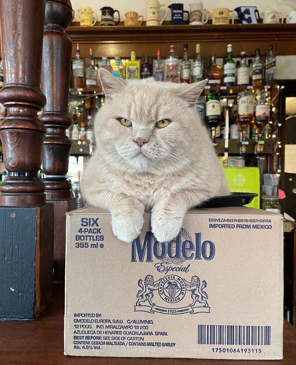 boozewithmews's tweet photo. Happy Boxing Day, from Bailey. The king of boxes at @HeartBrighton, UK.😺📦
#CatsofTwitter #pubcats https://t.co/malF0o4kXc
