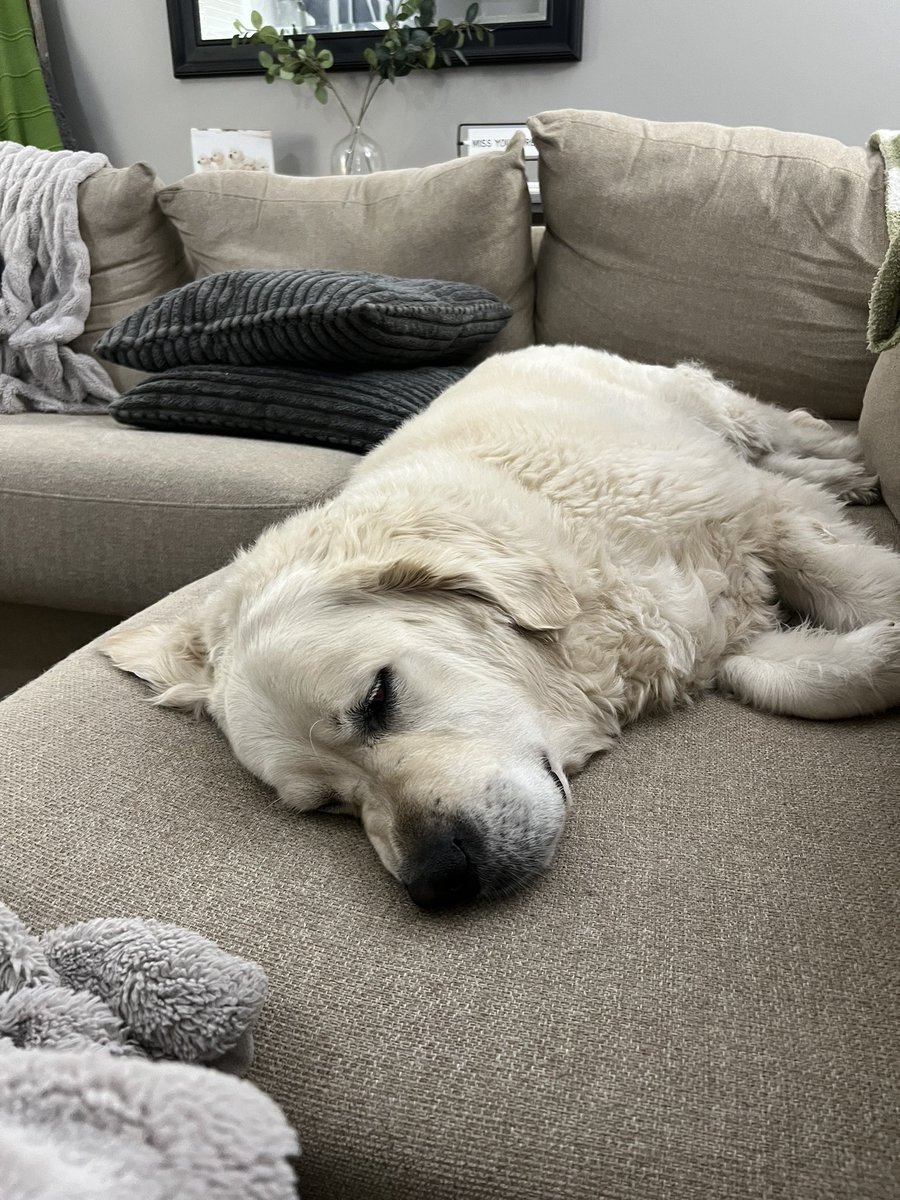 SwanWeedy's tweet photo. @KirkHerbstreit Harry needs a nap today too! https://t.co/Hx5lU7jEP0
