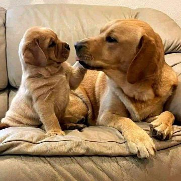 puppies video tweet media