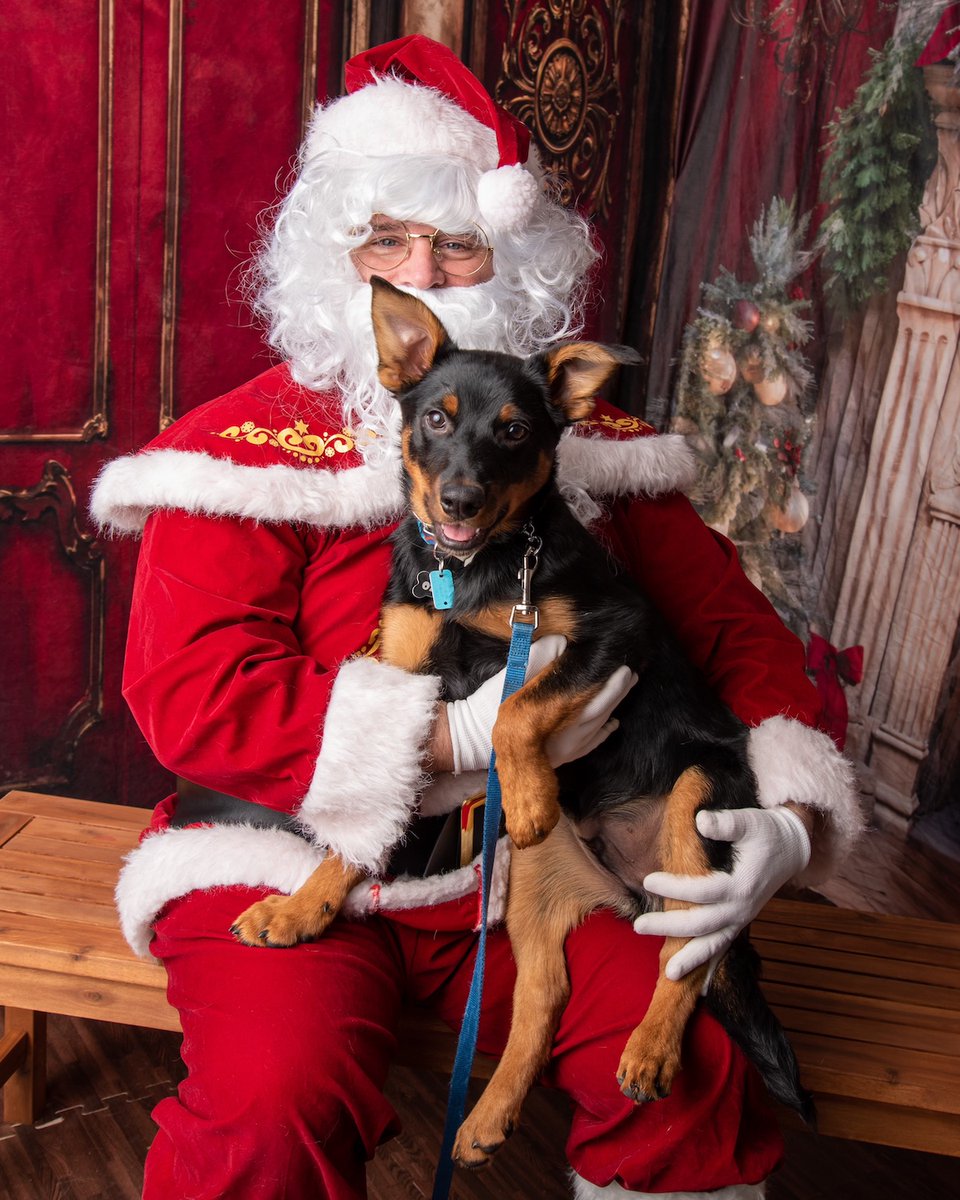 Suburban_K9's tweet image. We hope everyone had a wonderful Christmas!

Please send us photos of your dogs!

#dogtraining #dogtrainers #dogtrainingadvice #dogs #christmasdog