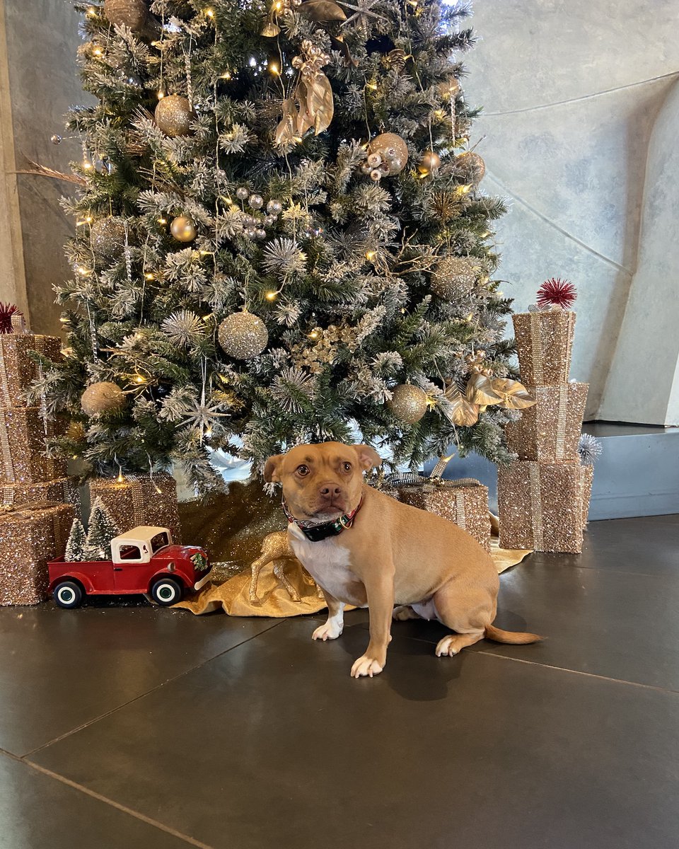 Suburban_K9's tweet image. We hope everyone had a wonderful Christmas!

Please send us photos of your dogs!

#dogtraining #dogtrainers #dogtrainingadvice #dogs #christmasdog
