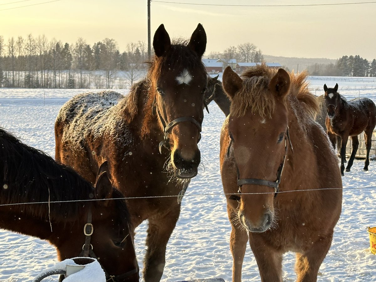 Wania Foals 2023
🇫🇮
🩷 Saga Wania (EL Titan- Rialba RL)
🩷Isara Wania (Kadabra-Pontresina)
🩷Margareta Wania (Calgary Games - Mariana)
💙Toma Wania (Smedens Rival- Mina
🩷Windy Wania -Oddmolly
🇸🇪
💙Viking Wania (Walner-Viking Grace)
💙Baron Wania (Muscle Hill-Random Destiny)