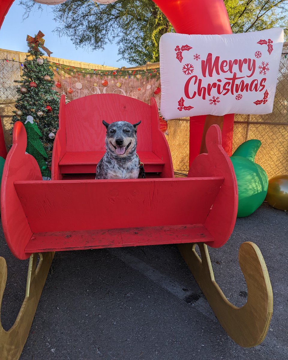Suburban_K9's tweet image. We hope everyone had a wonderful Christmas!

Please send us photos of your dogs!

#dogtraining #dogtrainers #dogtrainingadvice #dogs #christmasdog