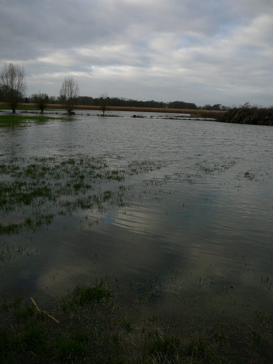 Farma_boerke's tweet photo. @beugeltjezwolle @Gemeente_Zwolle Men is al bezig om stad te ontlasten, ook dit is #Zwolle #hoogwater #berging Met uitzicht op Berkum https://t.co/UovvgSp7BS