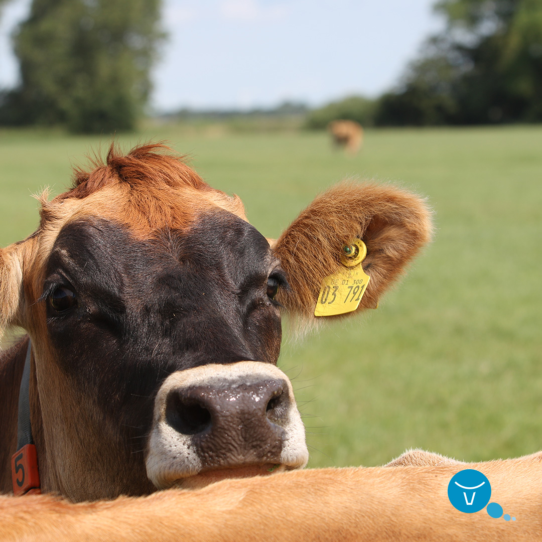 Simon Magnussen bought the ideal milking parlour from South Germany, the best Jersey cows from Denmark, and world-class semen from VikingJersey. Production stands at 6,500 kg of milk, with 5.8% fat and 4.2% protein. 

Discover more: okt.to/c5xpvY