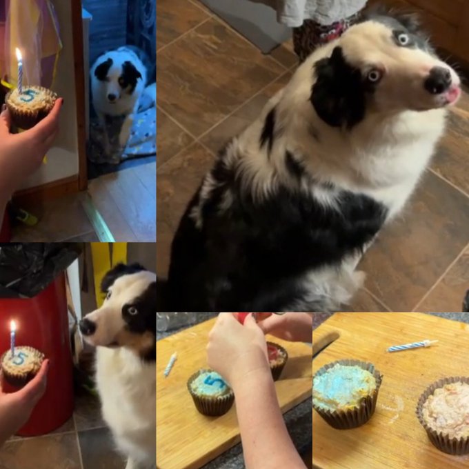Happy 5th birthday to the son, Ekko, still a lil pupster 🥳💗 https://t.co/5QsKSZU06B
