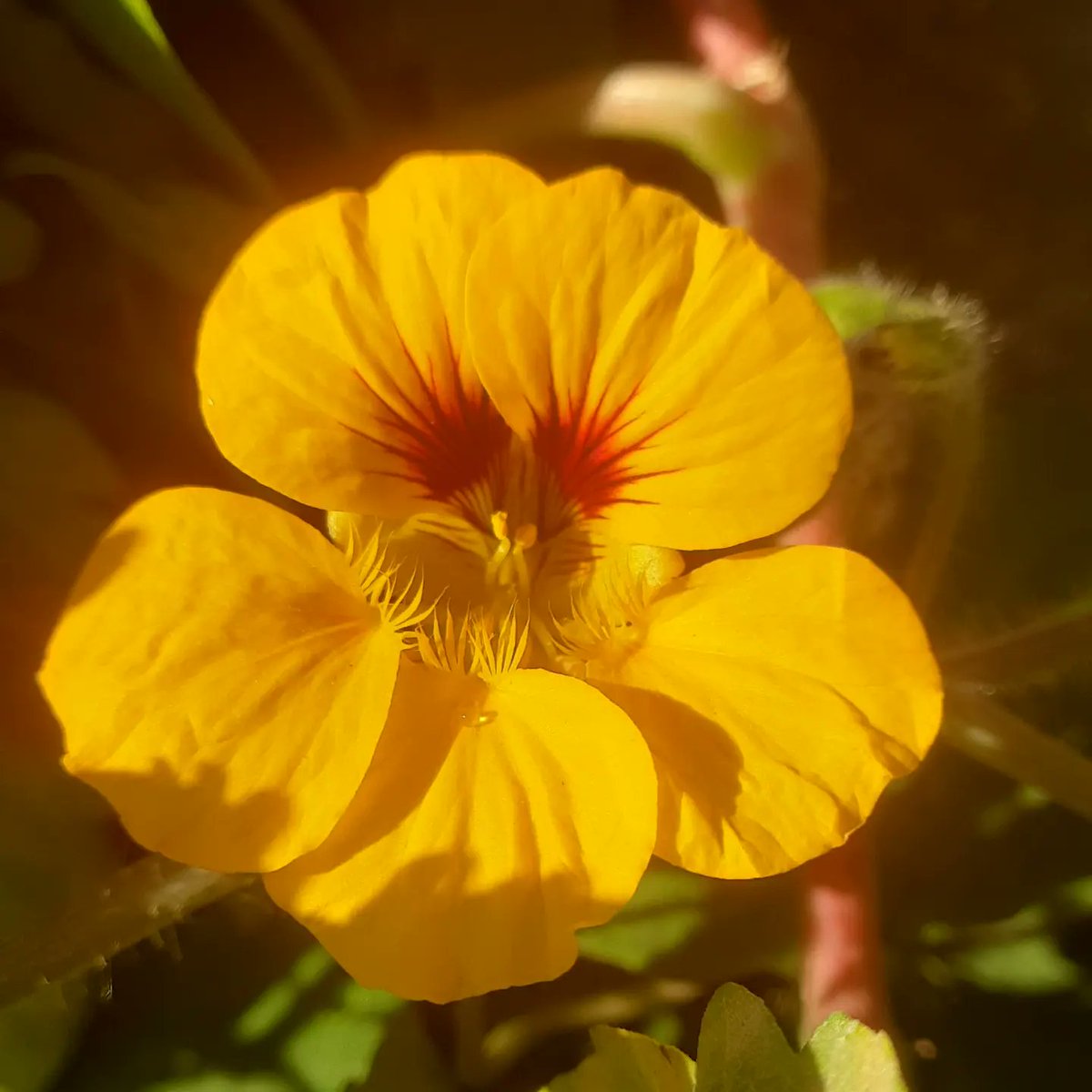 pratapbaniya's tweet photo. #Nasturtium https://t.co/VrY503p7ow