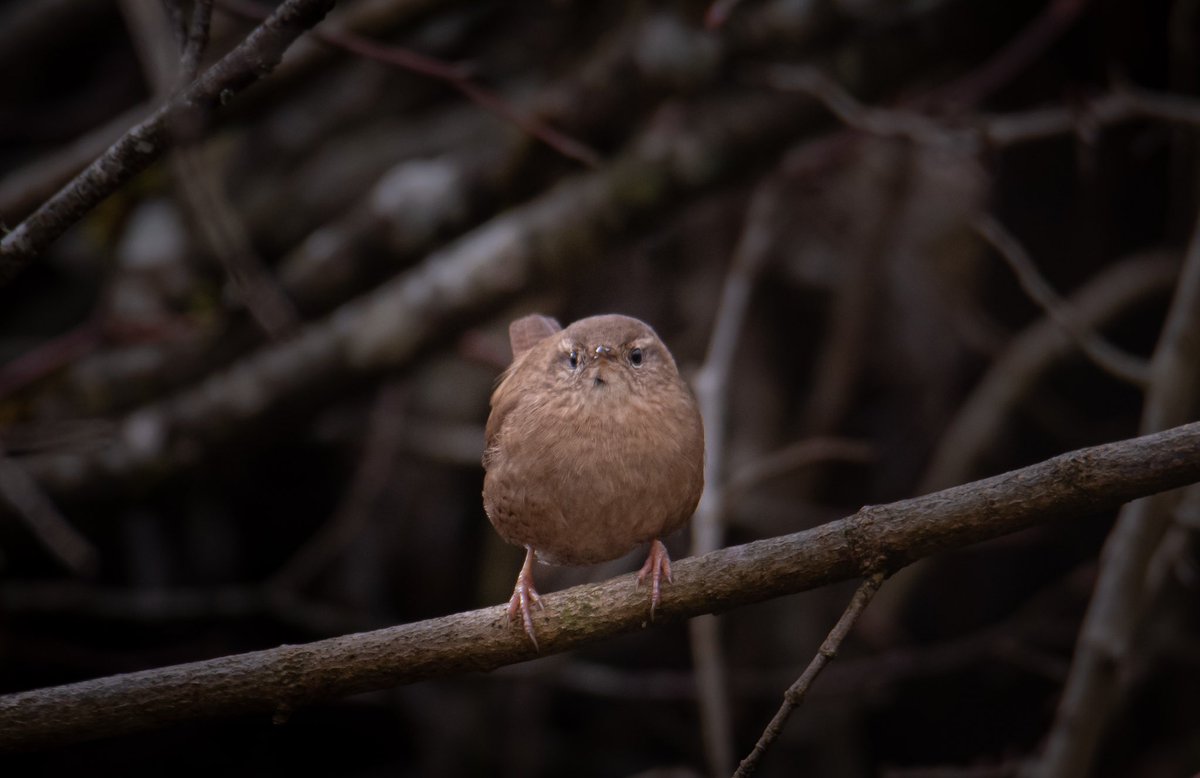 regfleur99's tweet photo. Mignon 🥰 #mignon #foret #photography https://t.co/HA37XkyBvC
