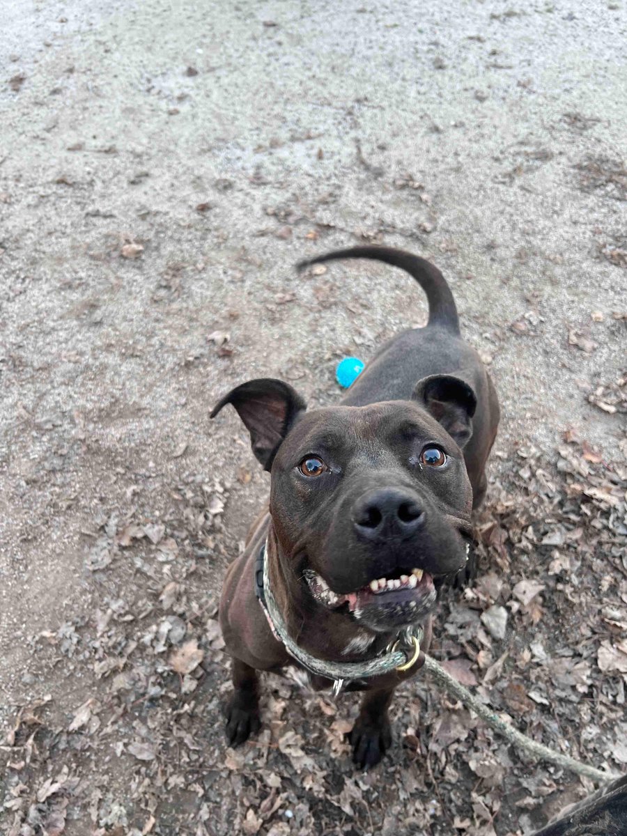 Smokey may not have found a home for Christmas, but he isn’t letting that dull his spirit. 

We can only imagine how much more amazing he would be in a forever home with his own family. 

We just hope they will find him soon.